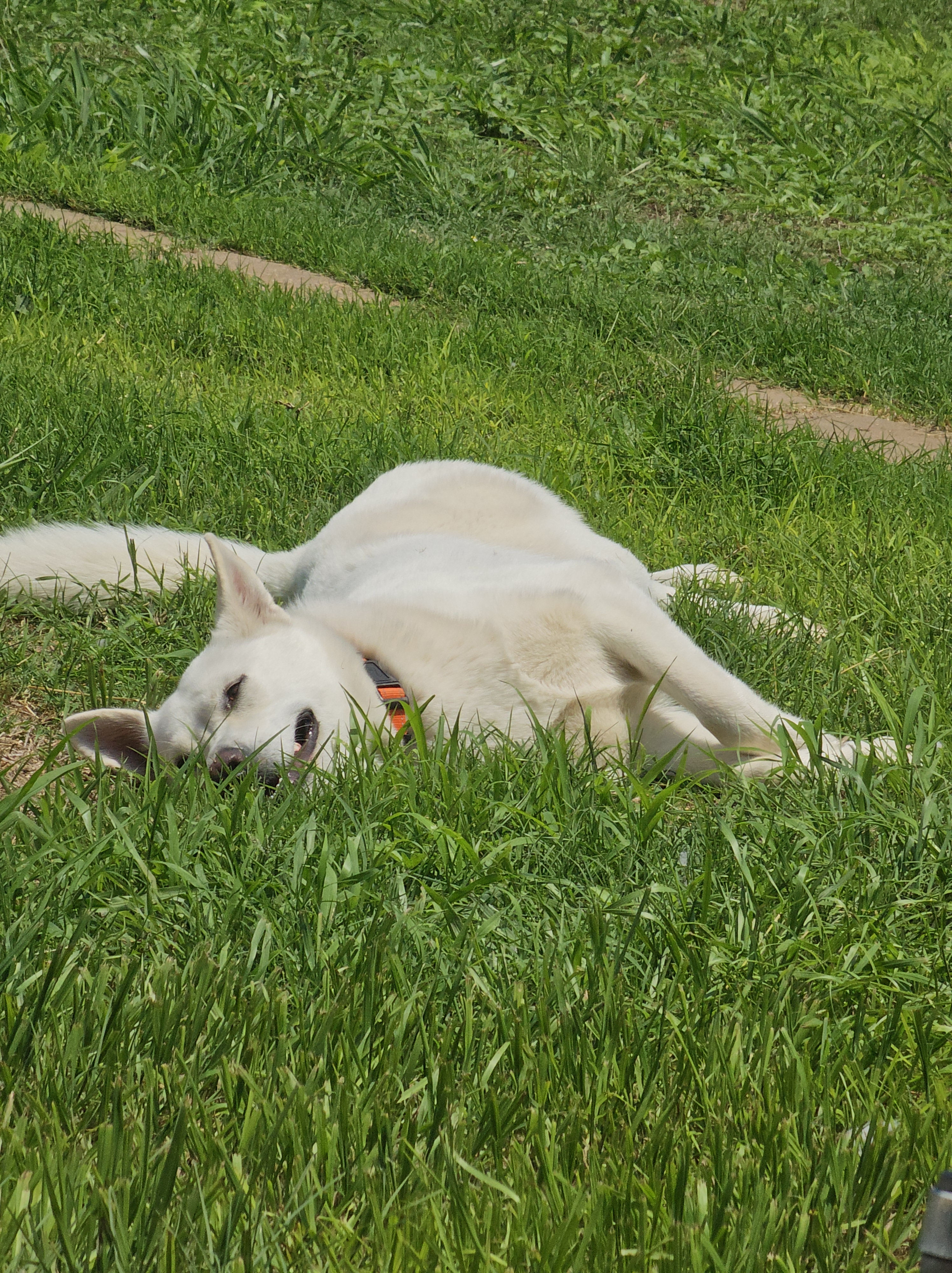 Dreamy laying in the grass