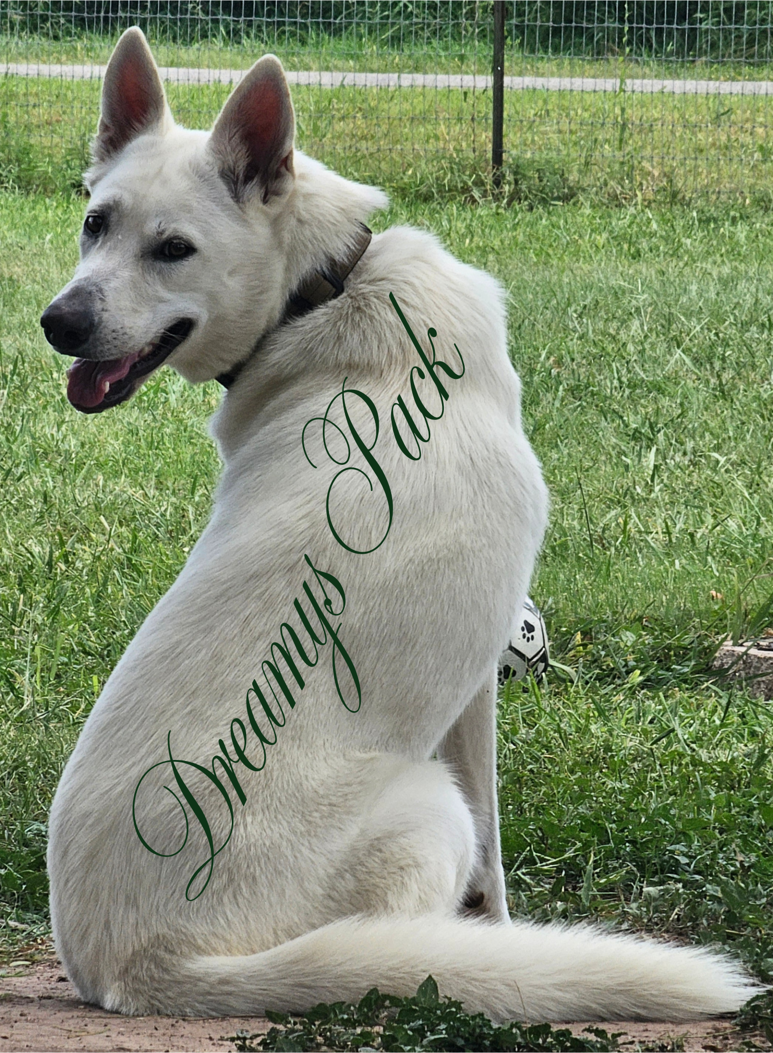 Image of sitting white adolescent dog looking over shoulder at camera. 