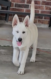 Puppy Dreamy winking at the camera